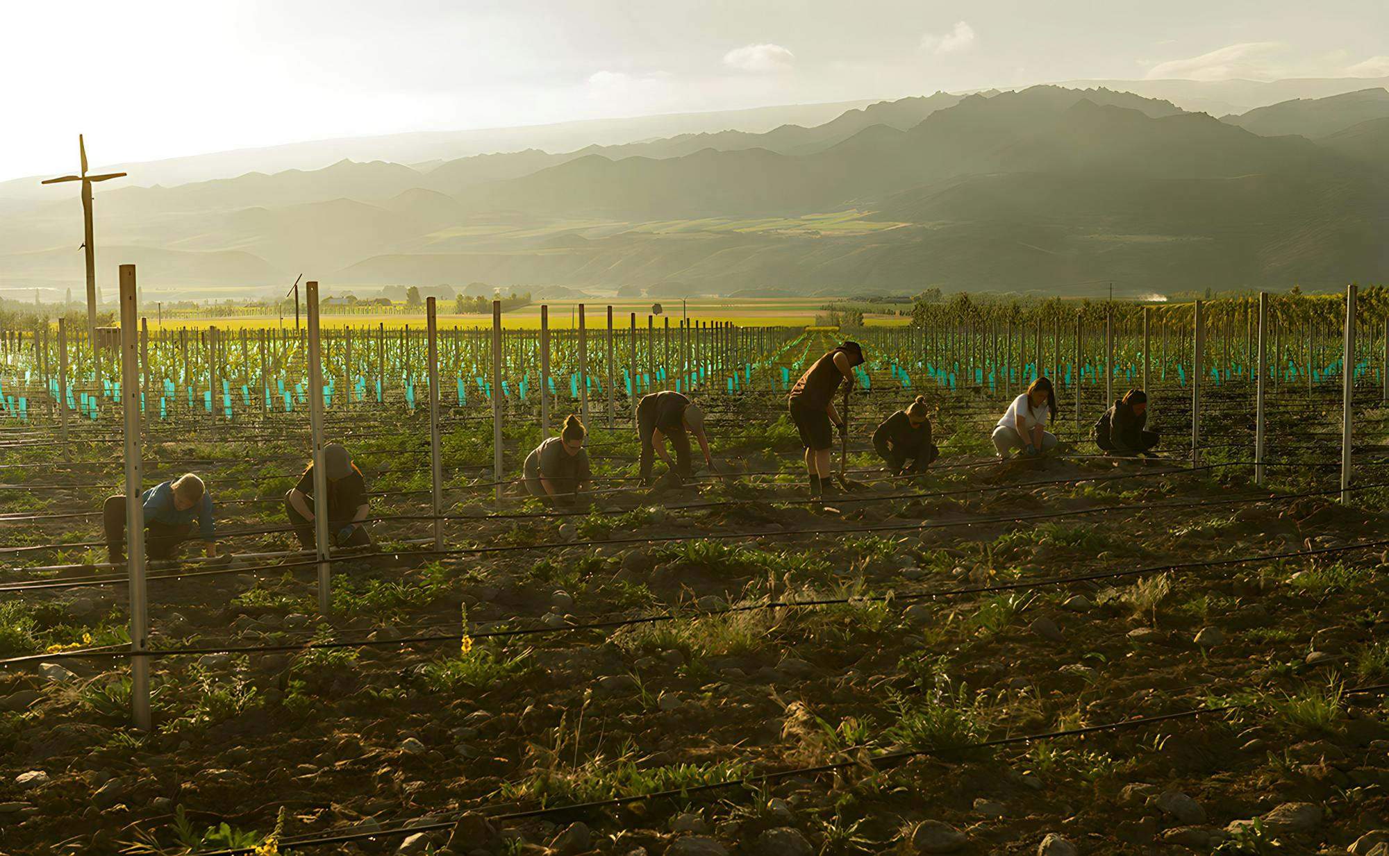 Cook Blockremini enhanced