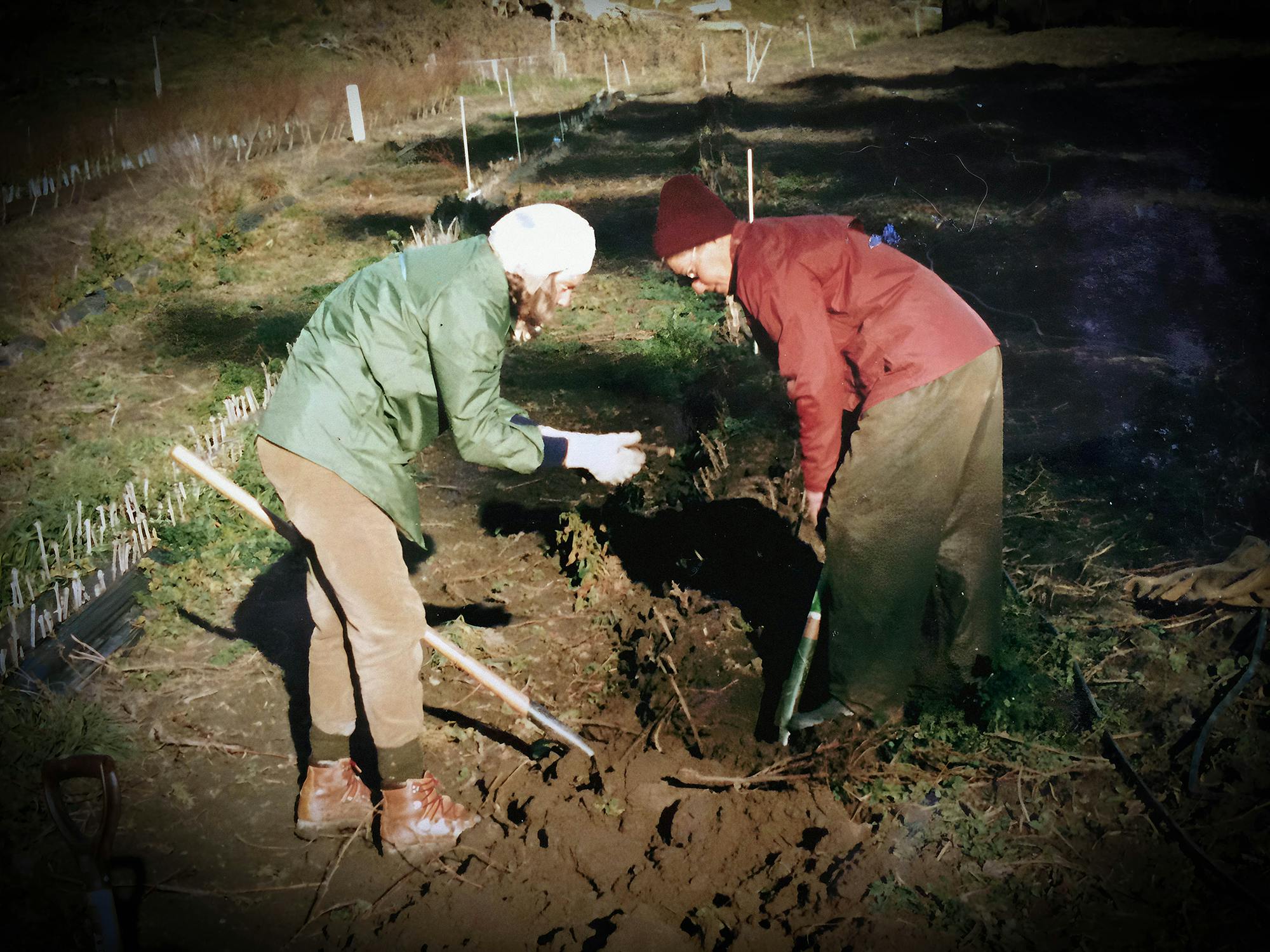 Chard Farm matriarch Jean Hay & Merl Hyland lifting the nursery, August 1987