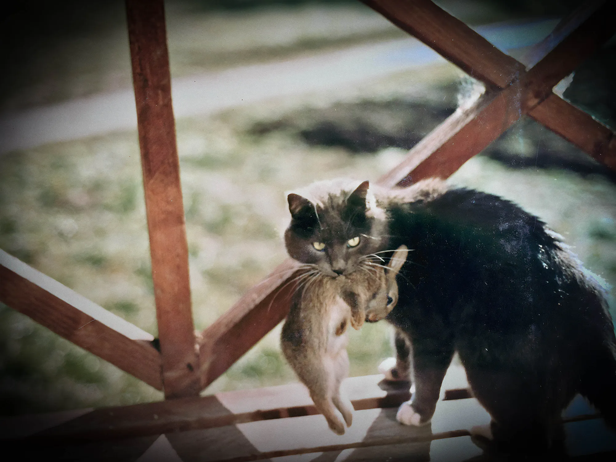 Kayfa The Cat, April 16 1988