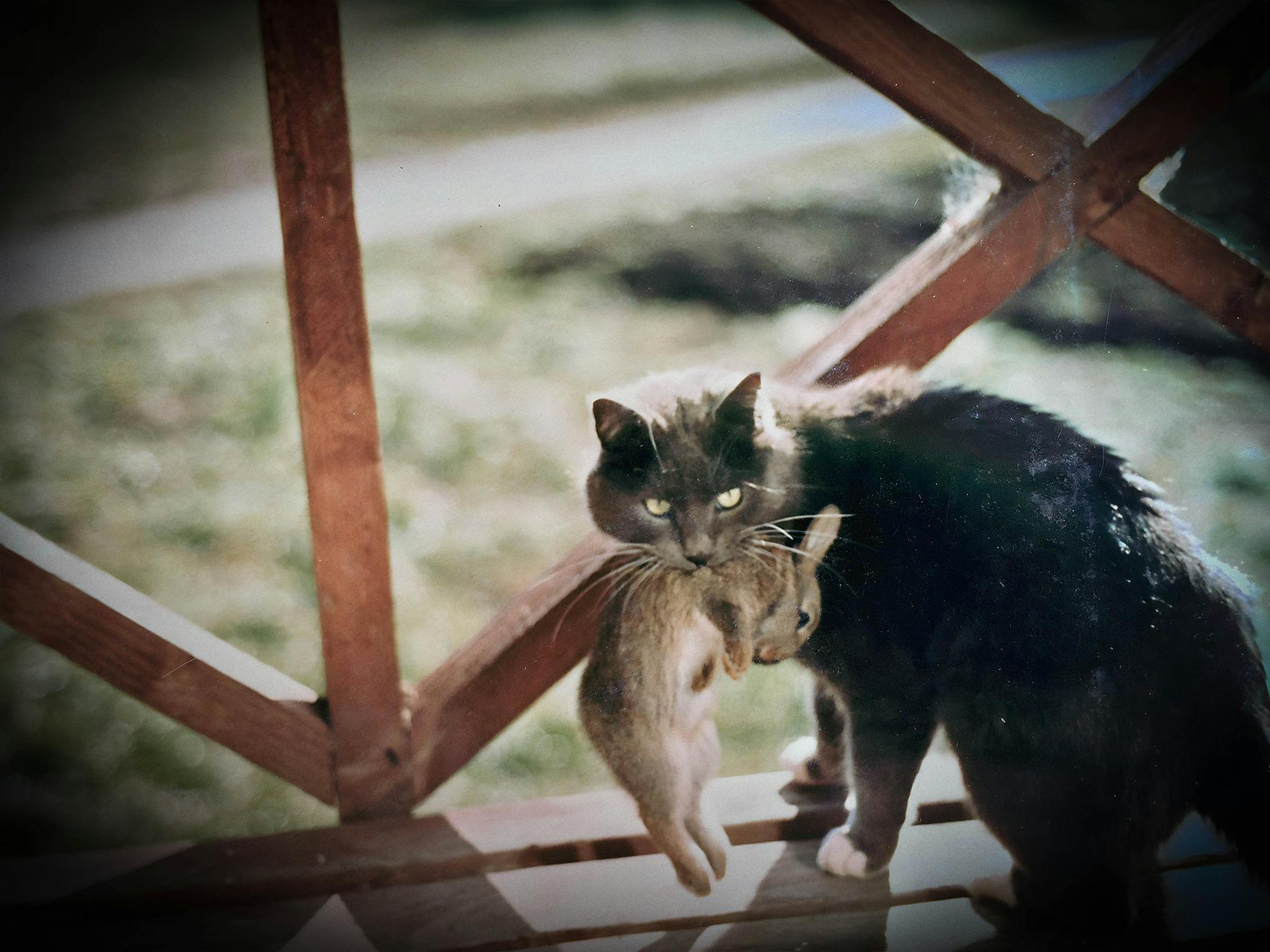 Kayfa The Cat, April 16 1988